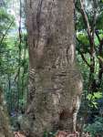 Ятоба (Hymenaea courbaril)