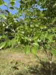 Ятоба (Hymenaea courbaril)