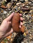 Ятоба (Hymenaea courbaril)
