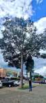 Ятоба (Hymenaea courbaril)