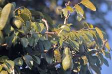 Ятоба (Hymenaea courbaril)