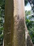 Ятоба (Hymenaea courbaril)