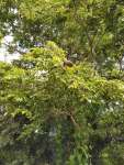 Ятоба (Hymenaea courbaril)