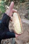 Ятоба (Hymenaea courbaril)