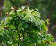 Ятоба (Hymenaea courbaril)