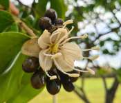 Ятоба (Hymenaea courbaril)