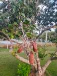 Ятоба (Hymenaea courbaril)
