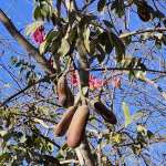 Ятоба (Hymenaea courbaril)
