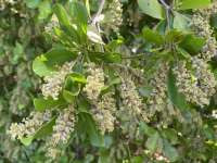 Чёрная олива, или Терминалия двурогая (Terminalia buceras)