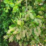 Чёрная олива, или Терминалия двурогая (Terminalia buceras)