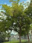Чёрная олива, или Терминалия двурогая (Terminalia buceras)