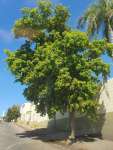 Чёрная олива, или Терминалия двурогая (Terminalia buceras)