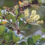 Чёрная олива, или Терминалия двурогая (Terminalia buceras)
