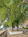 Чёрная олива, или Терминалия двурогая (Terminalia buceras)