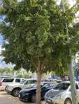 Чёрная олива, или Терминалия двурогая (Terminalia buceras)
