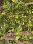 Чёрная олива, или Терминалия двурогая (Terminalia buceras)