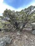 Можжевельник западный (Juniperus occidentalis)