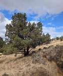 Можжевельник западный (Juniperus occidentalis)