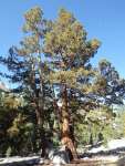 Можжевельник западный (Juniperus occidentalis)