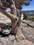 Можжевельник западный (Juniperus occidentalis)