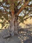 Можжевельник западный (Juniperus occidentalis)