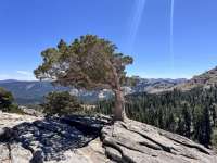 Можжевельник западный (Juniperus occidentalis)