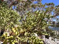 Можжевельник западный (Juniperus occidentalis)