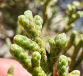Можжевельник западный (Juniperus occidentalis)