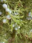 Можжевельник западный (Juniperus occidentalis)