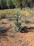 Можжевельник западный (Juniperus occidentalis)