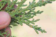 Можжевельник западный (Juniperus occidentalis)