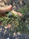 Можжевельник западный (Juniperus occidentalis)