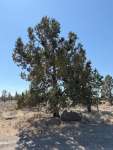 Можжевельник западный (Juniperus occidentalis)