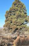 Можжевельник западный (Juniperus occidentalis)